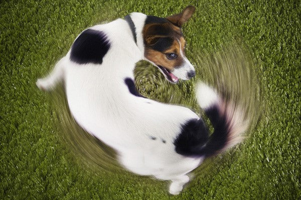 que significa la cola de un perro hacia abajo