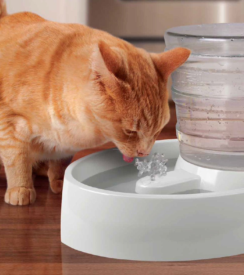 Animal planet auto shop flow pet fountain